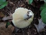 Lactarius subvellereus image