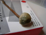 Panaeolus bisporus image