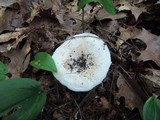 Lactarius subvellereus image