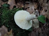 Lactarius subvellereus image