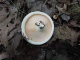 Lactarius controversus image