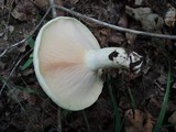Lactarius controversus image