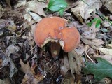 Lactarius volemus image