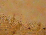 Panaeolus bisporus image