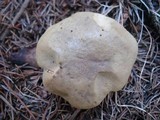 Boletus ferrugineus image