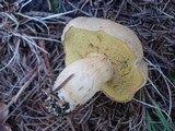 Boletus ferrugineus image