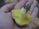 Boletus ferrugineus image