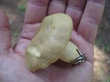 Boletus ferrugineus image