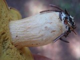 Boletus ferrugineus image