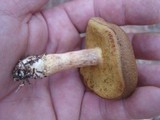 Boletus ferrugineus image