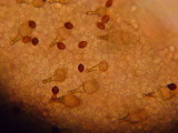 Panaeolus bisporus image