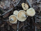 Lactarius psammicola image