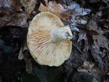 Lactarius psammicola f. glaber image