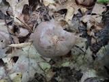 Lactarius argillaceifolius image