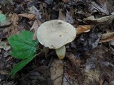 Retiboletus griseus image