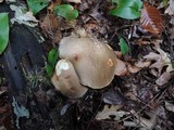 Retiboletus griseus image