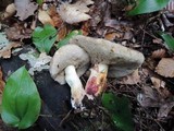 Retiboletus griseus image