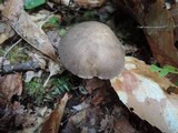 Retiboletus griseus image