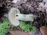 Retiboletus griseus image