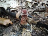 Boletellus russellii image