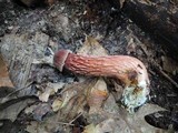 Boletellus russellii image