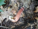Boletellus russellii image