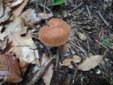 Austroboletus gracilis image