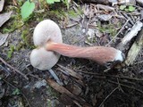 Austroboletus gracilis image
