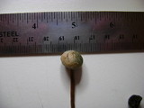 Panaeolus bisporus image