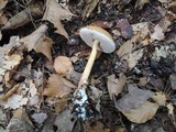 Austroboletus gracilis image