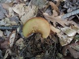 Austroboletus gracilis image