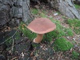 Imleria badia image