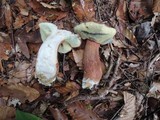 Imleria badia image