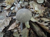 Retiboletus griseus image