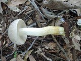 Retiboletus griseus image
