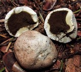 Gastropila fumosa image