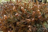 Cetraria ericetorum image