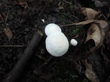 Hygrocybe angustifolia image