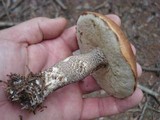 Leccinum aurantiacum image