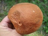 Leccinum aurantiacum image