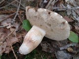 Xanthoconium affine image