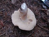 Xanthoconium affine image