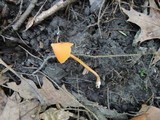 Entoloma quadratum image