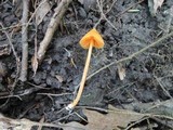 Entoloma quadratum image