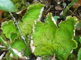 Peltigera leucophlebia image
