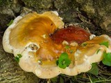 Ganoderma sessile image