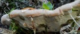 Ganoderma sessile image