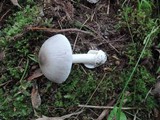 Amanita sect. Vaginatae image