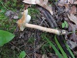 Amanita crocea image