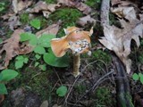 Amanita crocea image